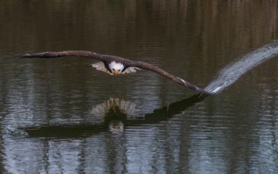 Eagle, Lake, Synchronicities, and Signs