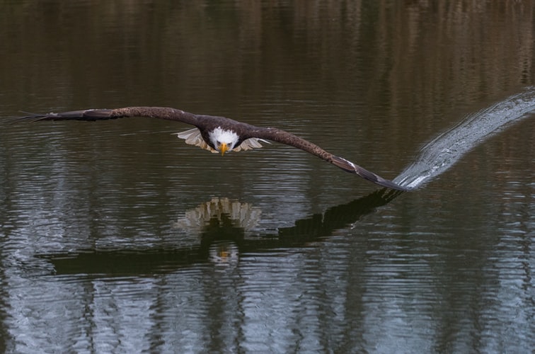 An eagle flying over a lake with the tip of the wing touching the water