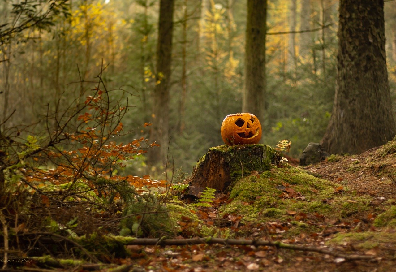 A halloween pumpkin in the middle of a forest