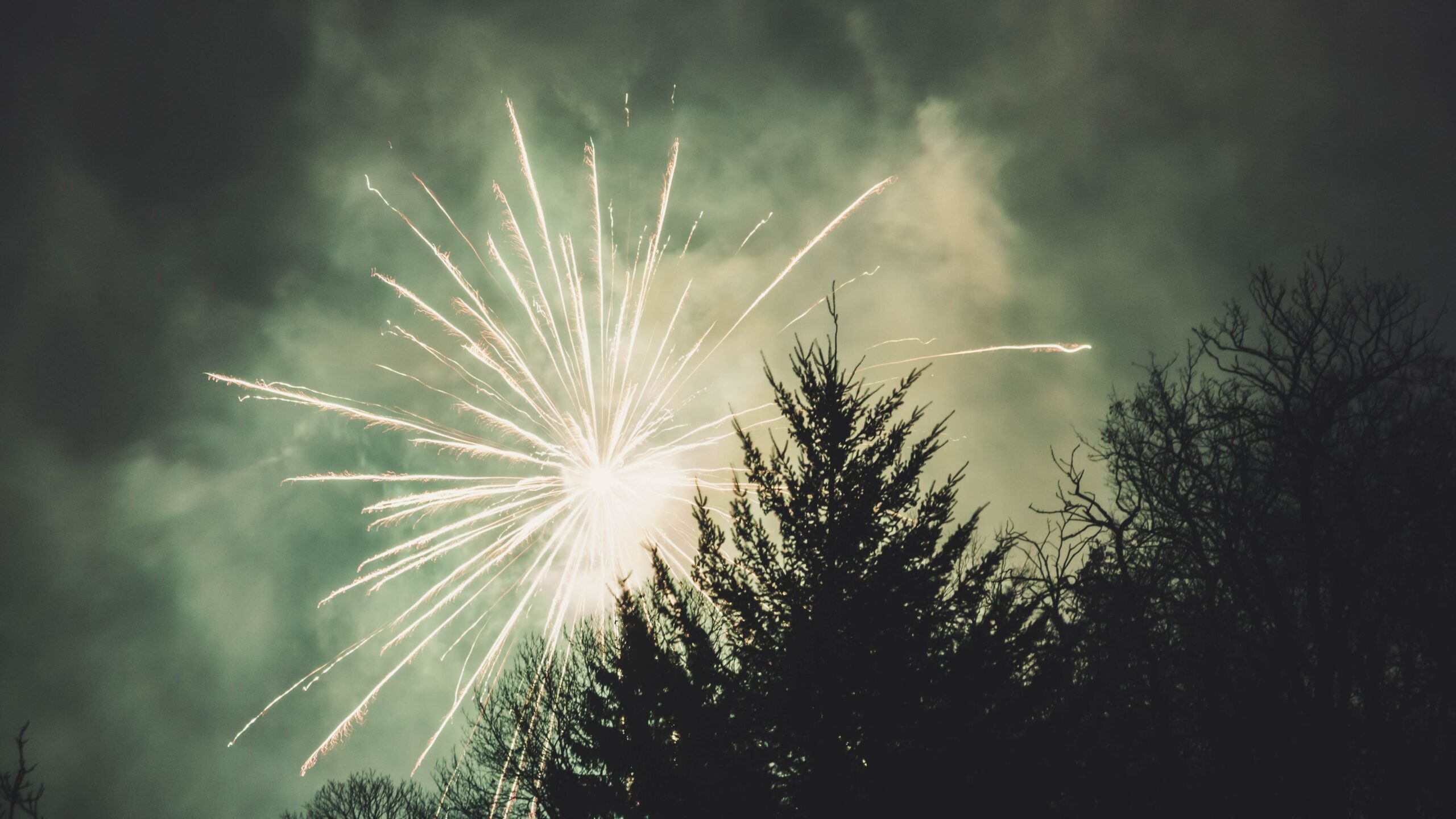 Fireworks in the sky behind a pine tree