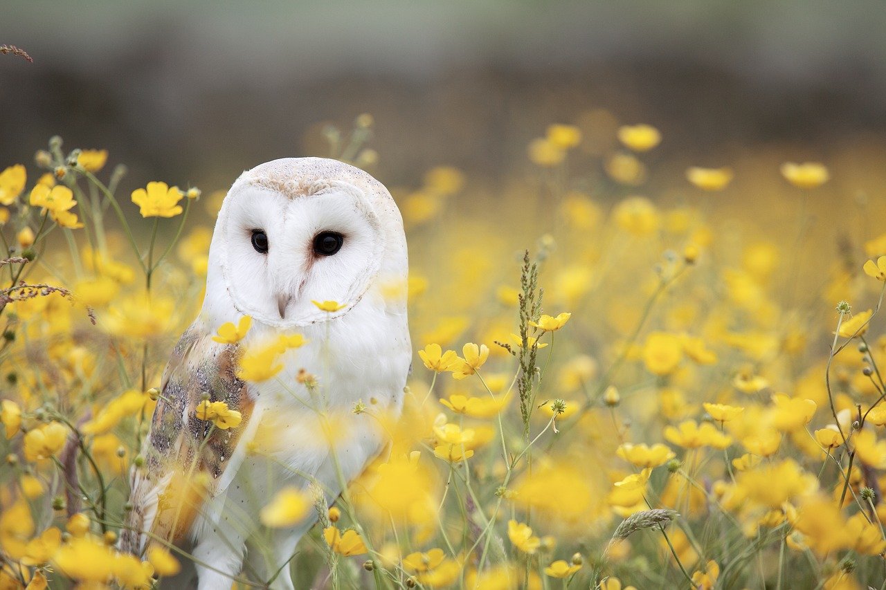 A beautiful white owl in the middle of tiny yellow flowers