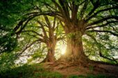 Two large trees and the sun in the middle