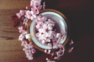 Cheery blossoms in a white and wooden pot